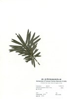 藏品(羅漢松)的圖片